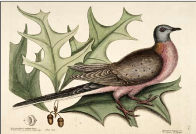 The Passenger Pigeon as they Relate to the Indigenous Tribes of the Great Lakes