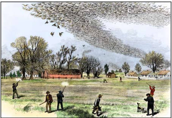 The Passenger Pigeon as they Relate to the Indigenous Tribes of the Great Lakes